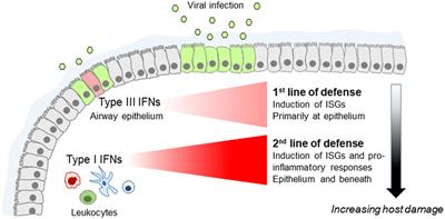 Interferon-λs: Front-Line Guardians of Immunity and Homeostasis in the Respiratory Tract